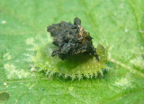 Helocassis clavata; Clavate Tortoise Beetle larva 