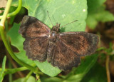 Staphylus hayhurstii; Hayhursts Scallopwing; male