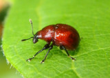 Synolabus nigripes; Leaf-rolling Weevil species