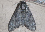 7789 - Ceratomia catalpae; Catalpa Sphinx