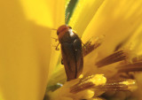 Mordellistena andreae; Tumbling Flower Beetle species