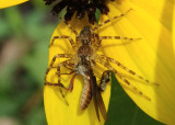 Dolomedes tenebrosus; Fishing Spider species; juvenile