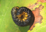 Craesus Common Sawfly species larva 