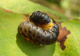 Craesus Common Sawfly species larva 