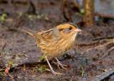 Nelsons Sparrow 