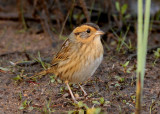 Nelsons Sparrow