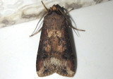 10663 - Agrotis ipsilon; Ipsilon Dart