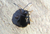 Psylliodes Flea Beetle species