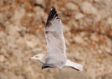 Herring Gull; third winter