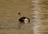 Pied-billed Grebe; juvenile