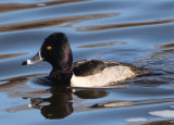 Ring-necked Duck; male