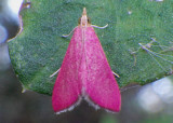 5037 - Pyrausta inornatalis; Inornate Pyrausta Moth