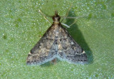5178  Steniodes mendica; Pyralid Moth species 