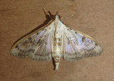 5220 - Palpita atrisquamalis; Gracile Palpita Moth