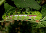 7746 - Automeris io; Io Moth caterpillar