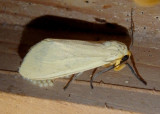 8227 - Pareuchaetes insulata; Yellow-winged Pareuchaetes