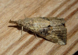 8457 - Hypena minualis; Sooty Hypena
