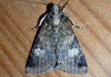 8604 - Melipotis famelica; Owlet Moth species