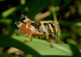 Aidemona azteca; Aztec Spur-throat nymph