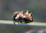 Bruchomorpha decorata; Piglet Bug species