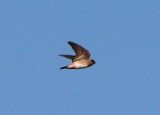 Cave Swallow 