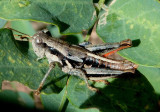 Conalcaea huachucana; Huachuca Grasshopper; male