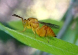 Chalcidoid Wasps