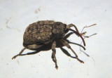 Conotrachelus naso; Weevil species