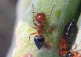 Crematogaster laeviuscula; Acrobat Ant species