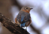 Eastern Bluebird; female