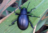 Eleodes goryi; Desert Stink Beetle species 