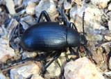 Eleodes goryi; Desert Stink Beetle species