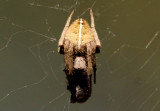 Eriophora ravilla; Orb Weaver species; female