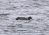 Eurasian Wigeon; male 