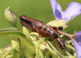 Melanoplus rusticus/decoratus complex; Obovate-winged Grasshopper; female