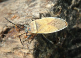 Largus maculatus; Bordered Plant Bug species