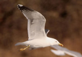 Lesser Black-backed Gull; breeding
