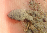 Myrmeleontinae Antlion species larva