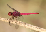 Orthemis discolor; Carmine Skimmer; male