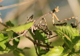 Phyllovates chlorophaea; Texas Unicorn Mantis; female 