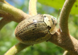 Physonota alutacea; Wild Olive Tortoise Beetle 