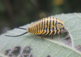 Physonota alutacea; Wild Olive Tortoise Beetle larva
