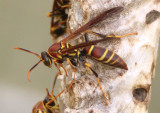 Polistes instabilis; Unstable Paper Wasp