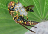 Polistes instabilis; Unstable Paper Wasps