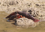 Procambarus clarkii; Red Swamp Crayfish 