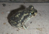 Couchs Spadefoot Toad
