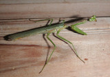 Stagmomantis californica; California Mantis; male