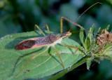 Zelus renardii; Leafhopper Assassin Bug