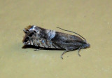 3425 - Sereda tautana; Speckled Sereda