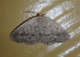 6894 - Lambdina fervidaria; Curve-lined Looper Moth